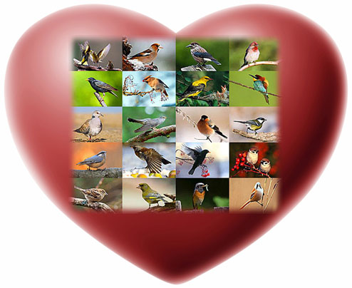 Birds
